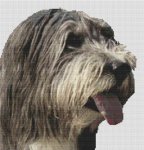 (image for) Bearded Collie